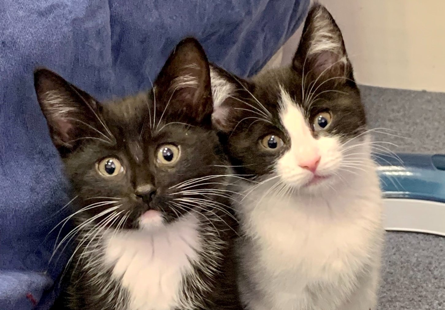 Freshfield animal 2024 rescue cats